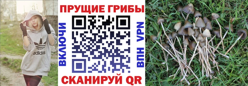 где купить   Аксай  Галлюциногенные грибы мухоморы 